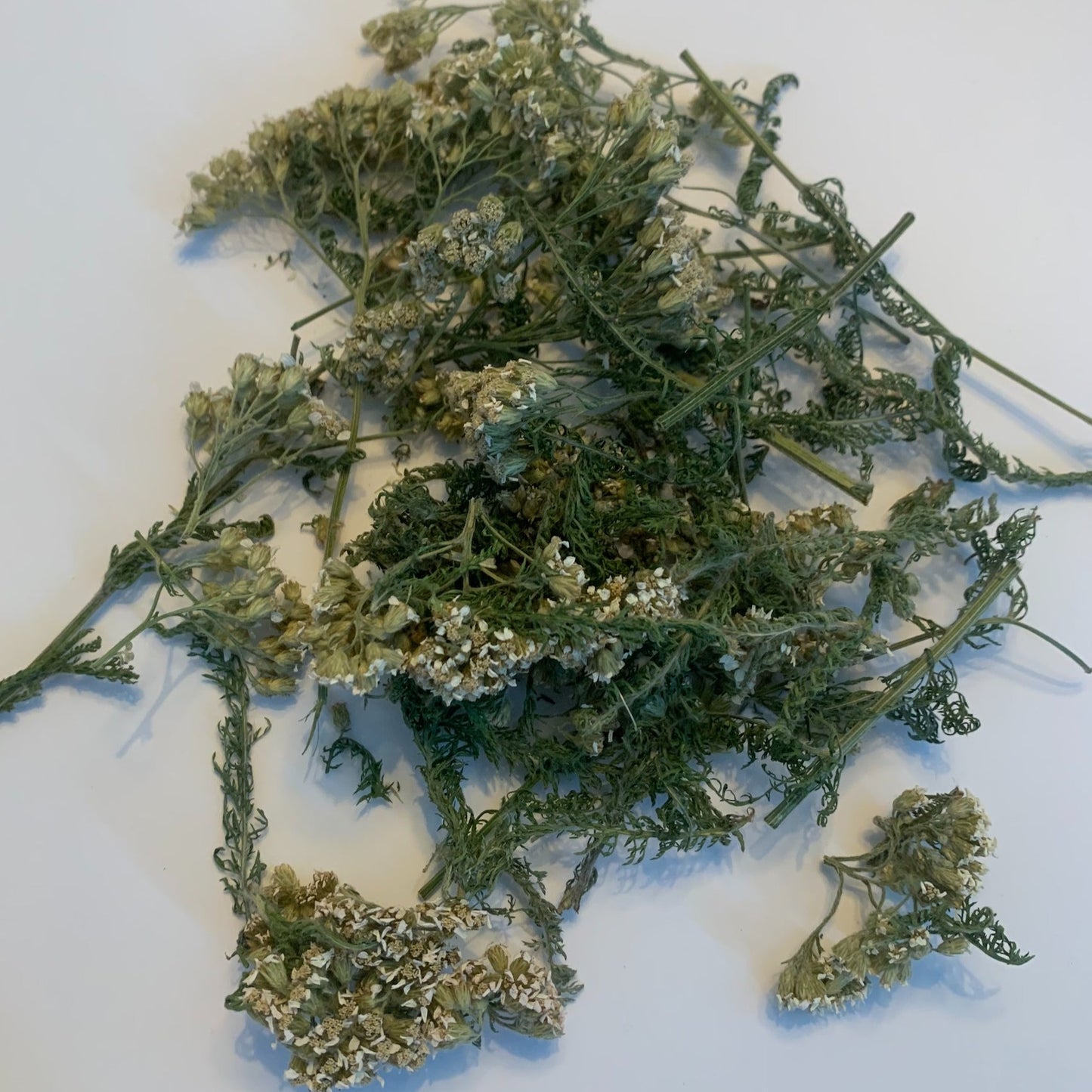 Quebec yarrow