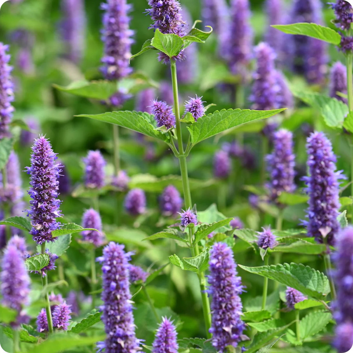 Agastache-Anis hysope