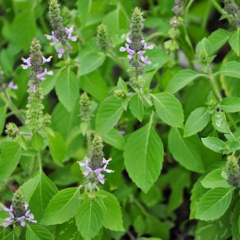 Holy Basil of Quebec