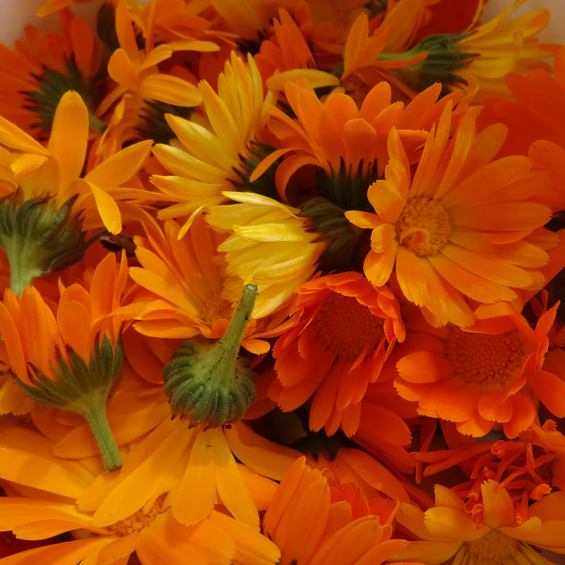 Quebec Calendula