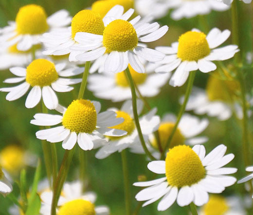 German Chamomile from Quebec