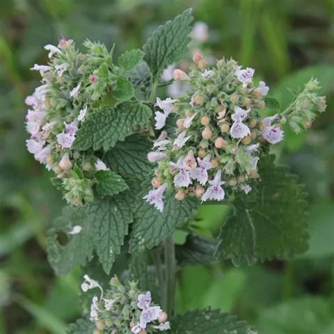 Quebec Catnip