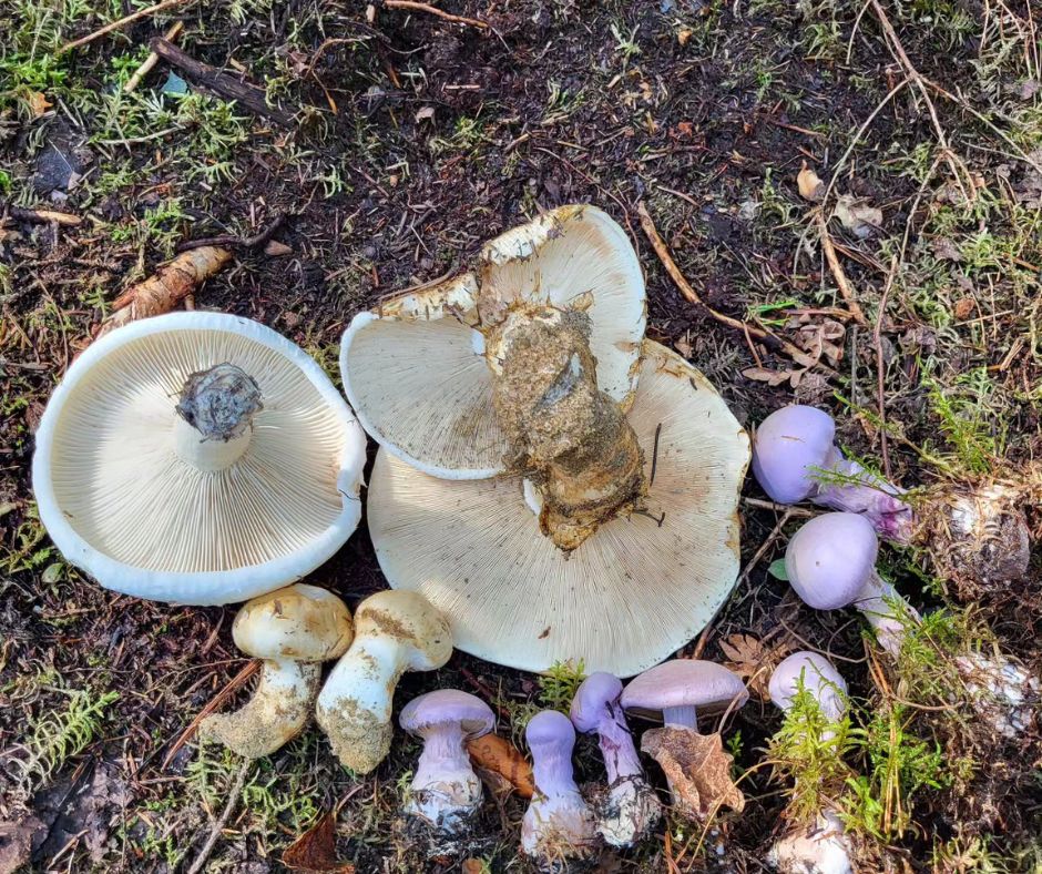 Atelier du samedi 23 août - L'univers des champignons médicinaux