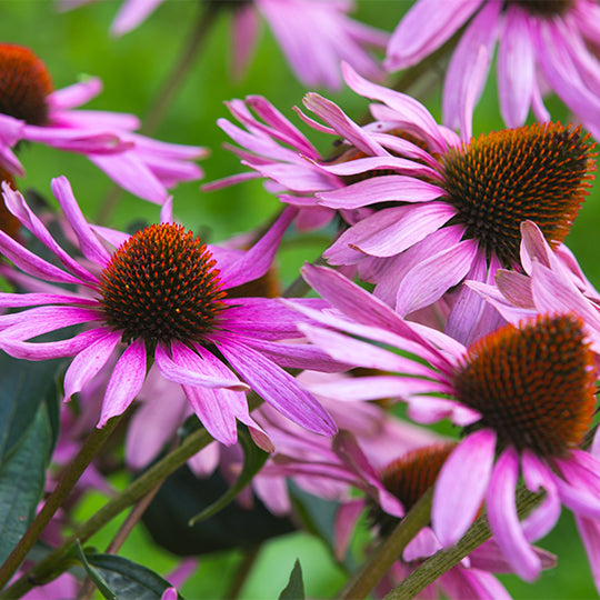 Quebec Echinacea (roots)