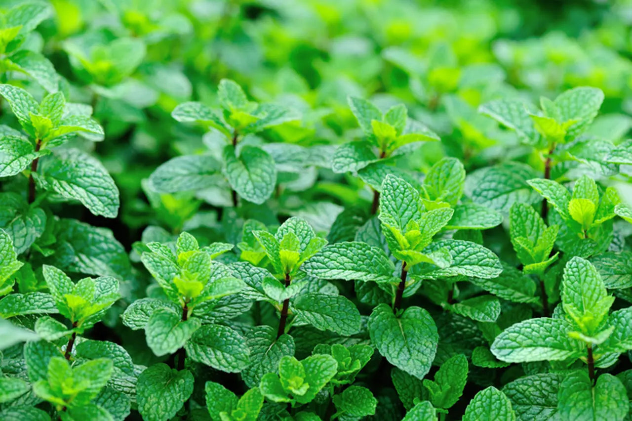 Quebec spearmint