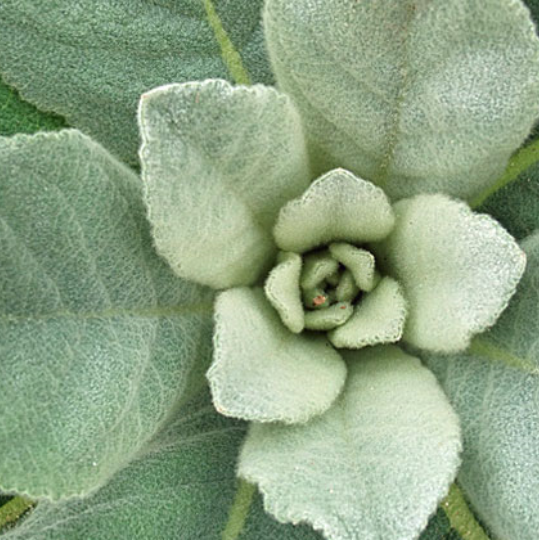 Mullein