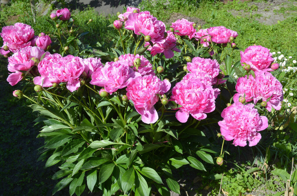 Pivoine fuschia