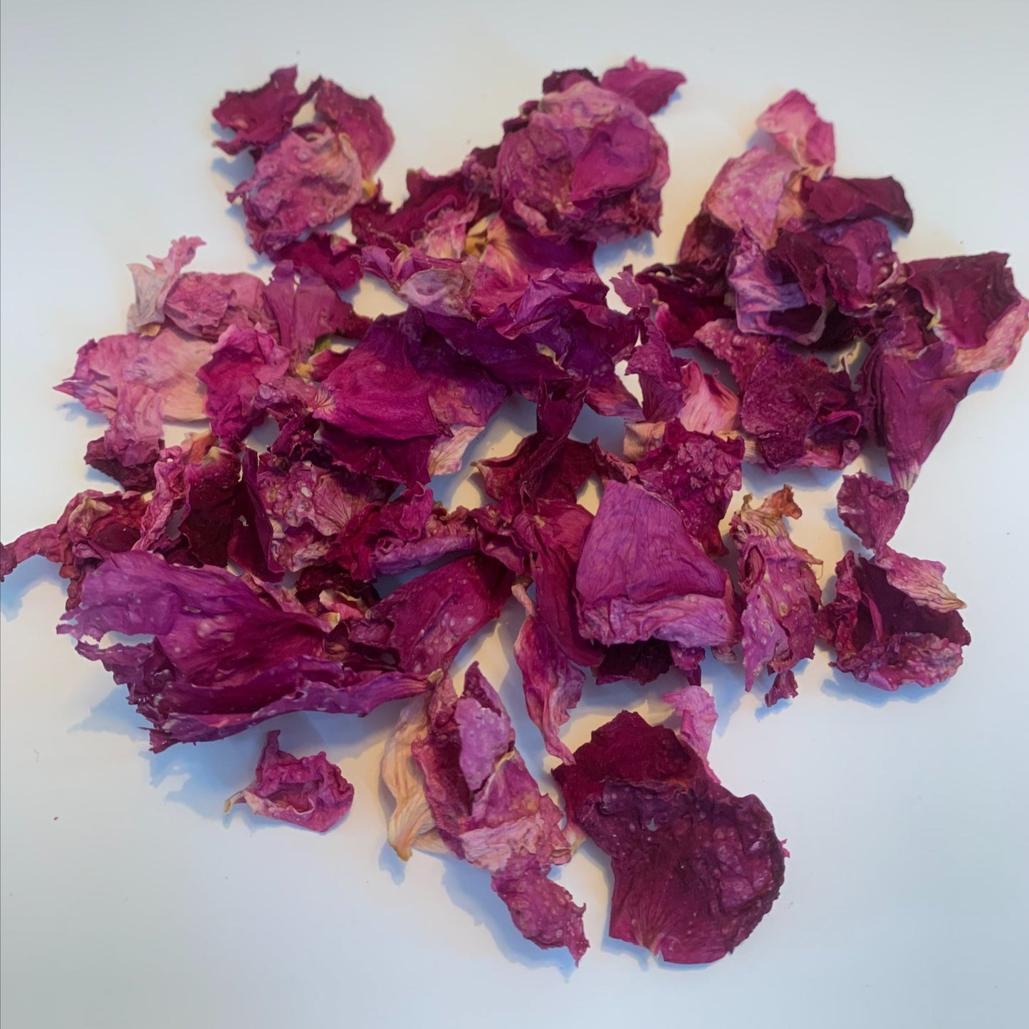Hardy rosebush (petals) from Quebec