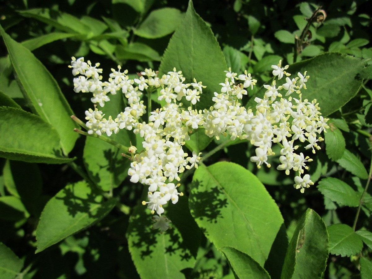 Elderberry (flowers)
