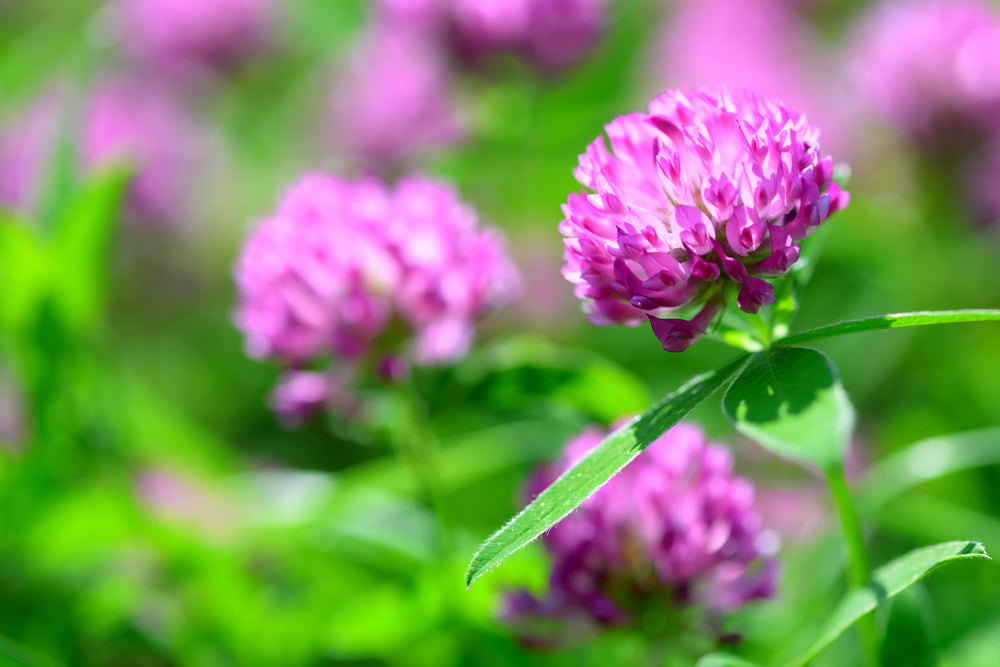 Quebec red clover
