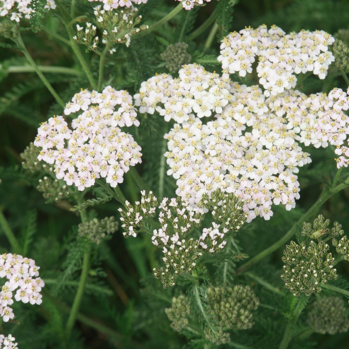 Quebec yarrow