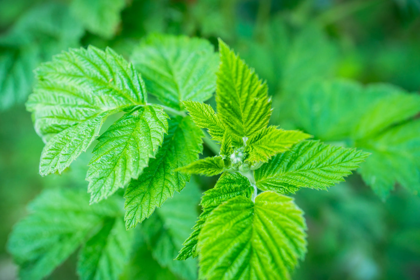 Wild raspberry from Quebec