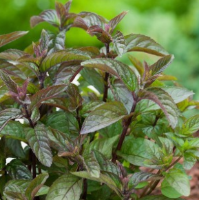 Quebec chocolate mint