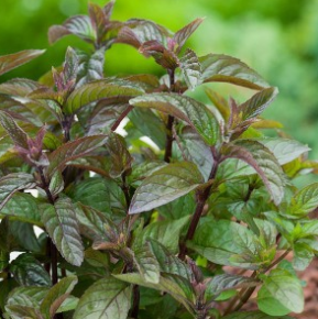 Menthe chocolat du Québec