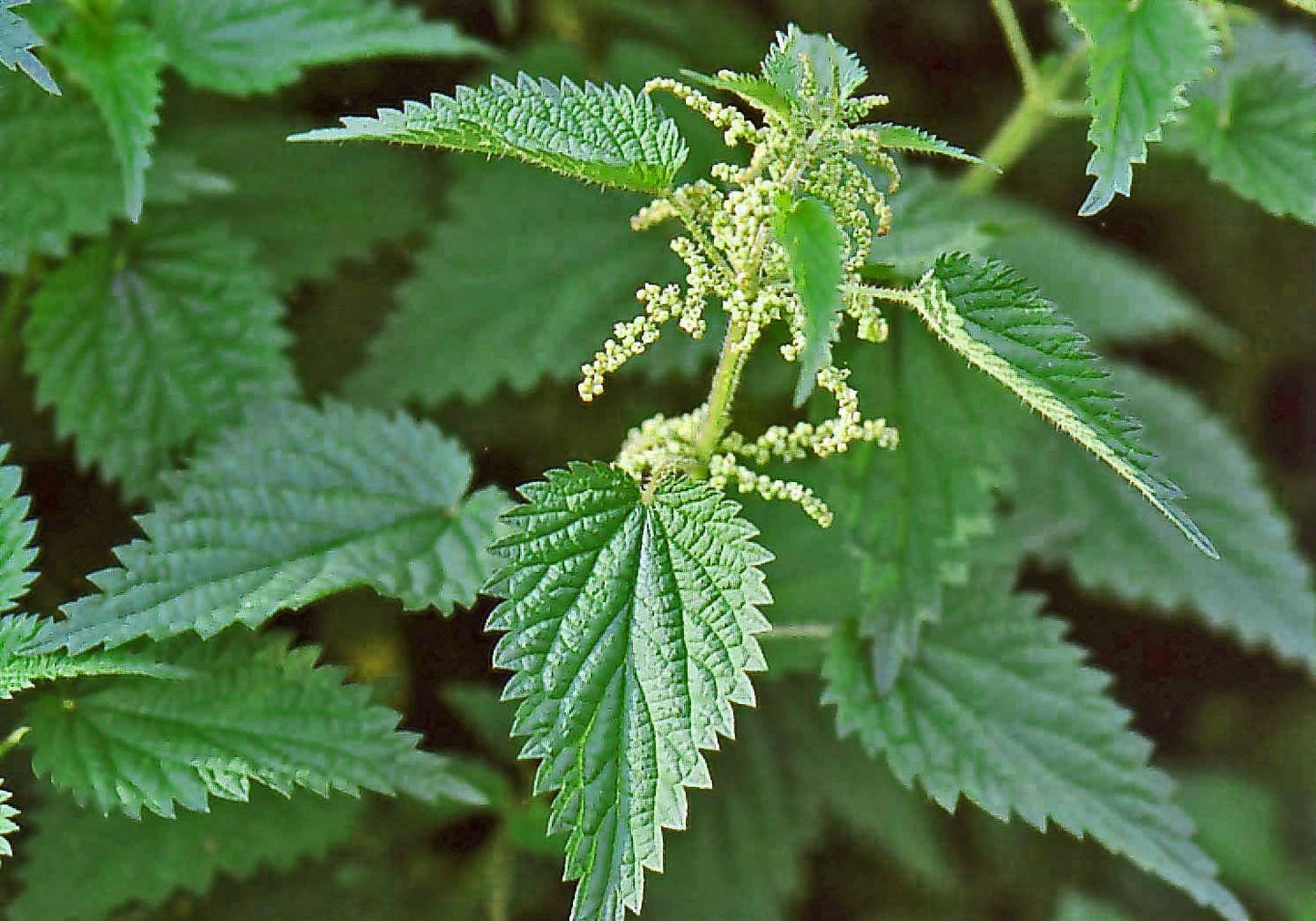 Quebec Nettle