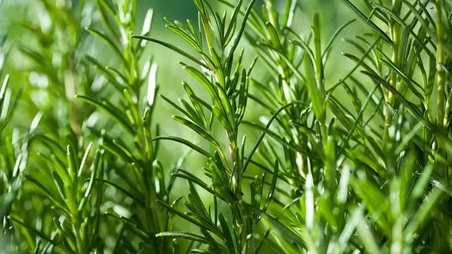 Rosemary from Quebec