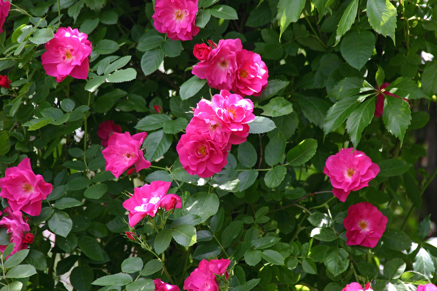 Hardy rosebush (petals) from Quebec