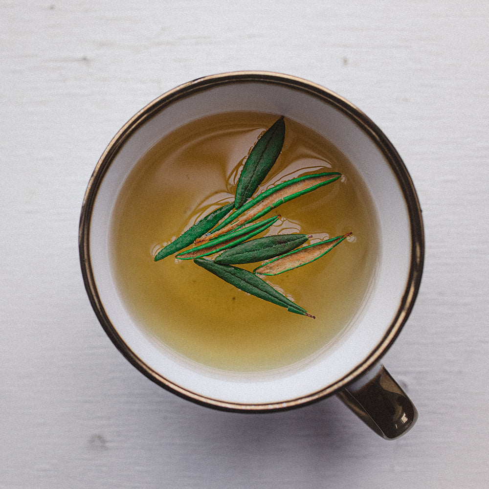 Labrador Tea