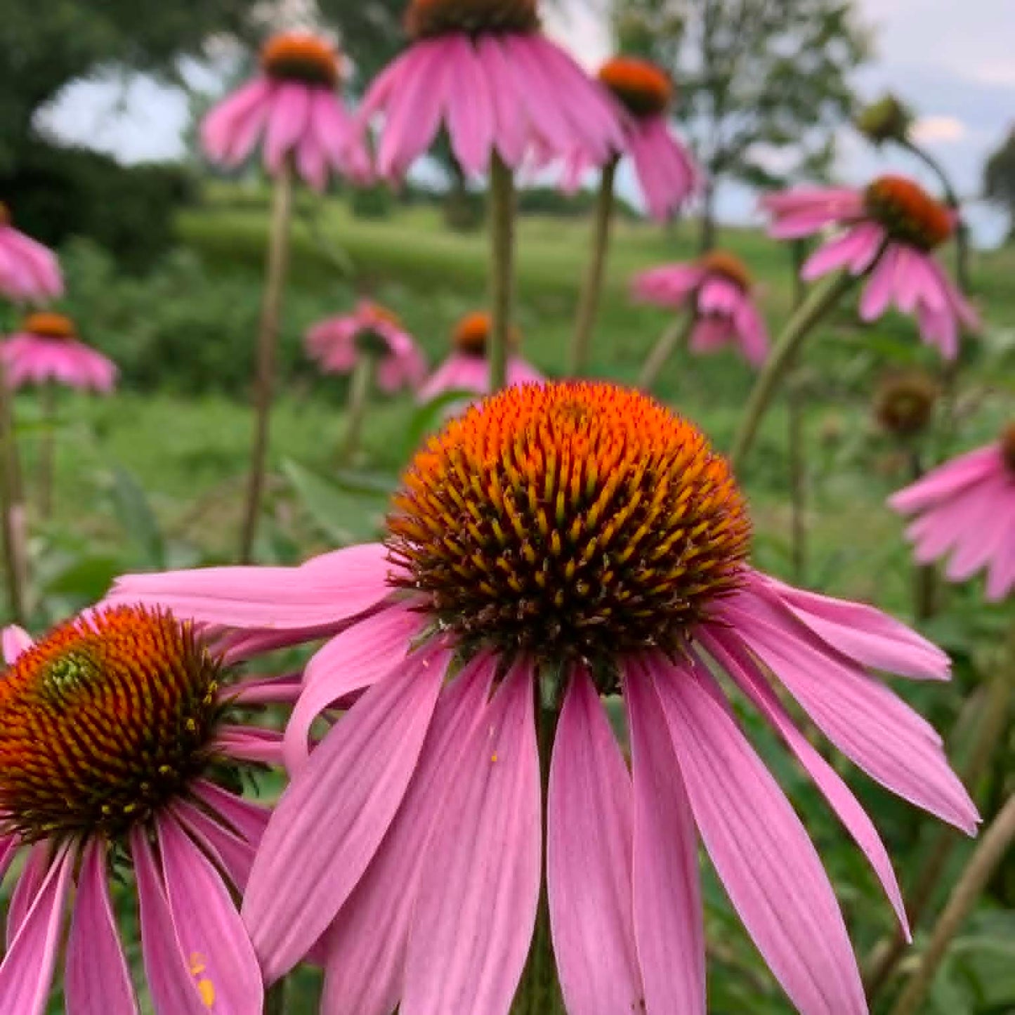Workshop on Saturday, August 9: Introduction to herbalism