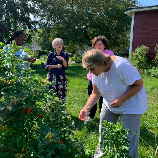 Workshop on Saturday, August 9: Introduction to herbalism