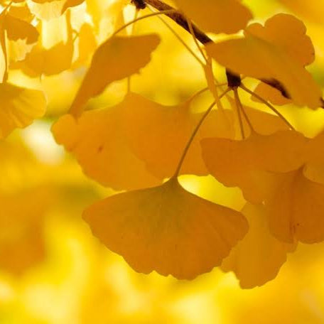 Gingko biloba