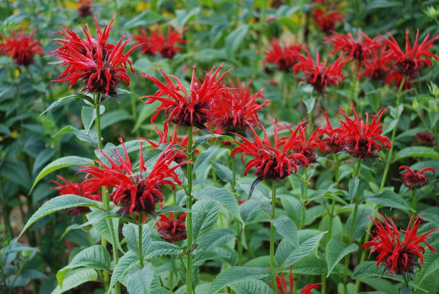 Monarde didyma
