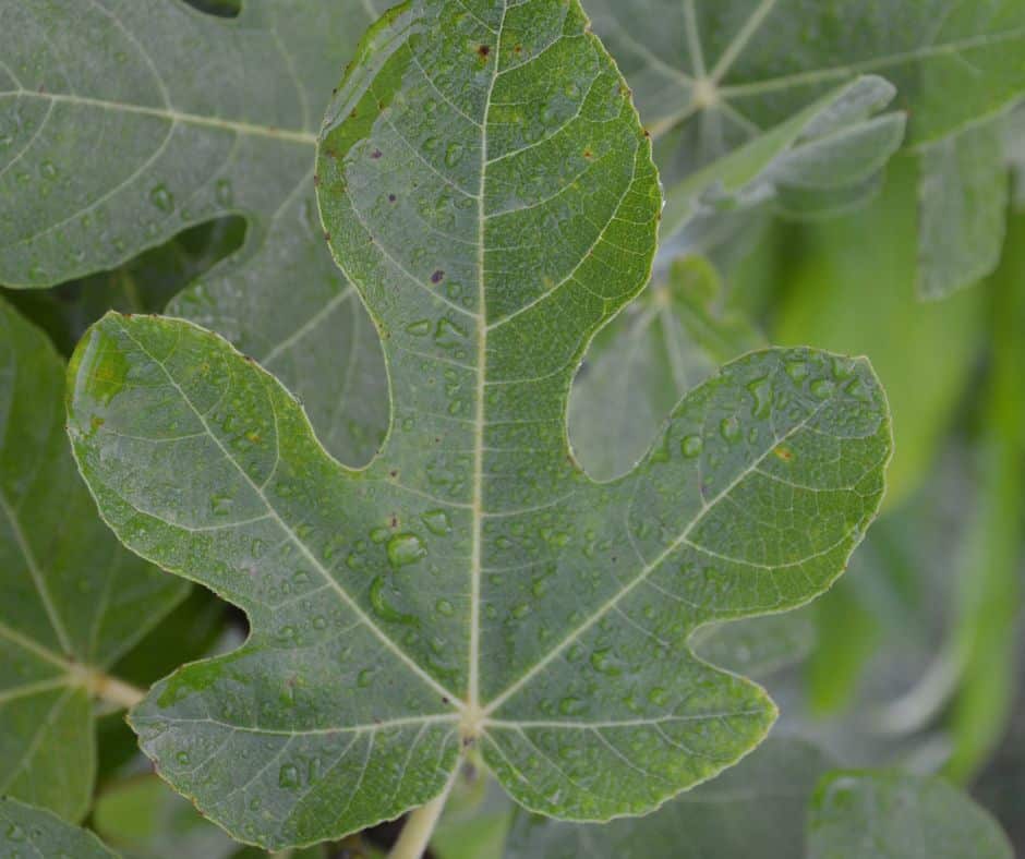 Fig tree (Ficus carica) - leaves